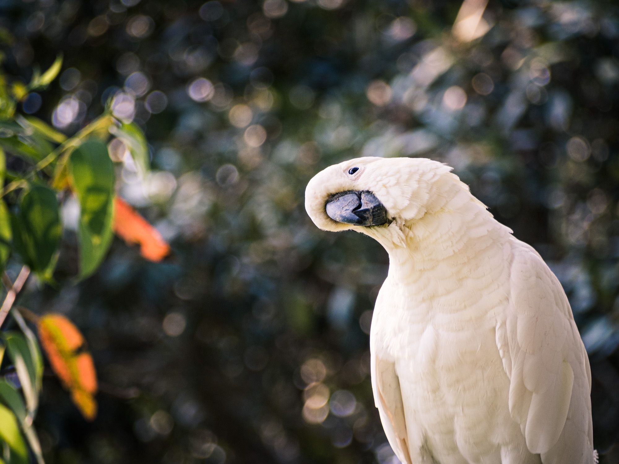 Cockatiel, curious