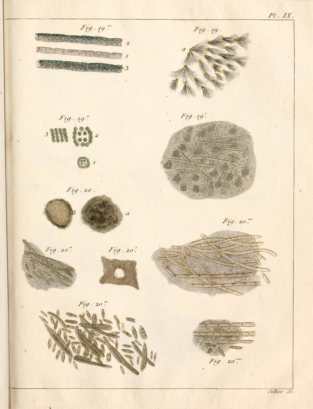 Visions of Algae in Eighteenth-Century Botany