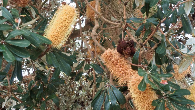 Banksia by Any Other Name